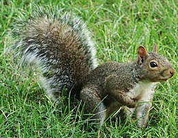 Keleti szürkemókus (Sciurus carolinensis)