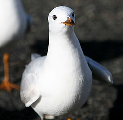 Musuq Silanda Qiwlla (Larus novaehollandiae)