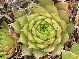 Almindelig Husløg (Sempervivum tectorum).