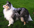 Shetland sheepdog, blue merle