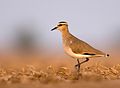 Image 22The critically endangered sociable lapwing (from Wildlife of Jordan)