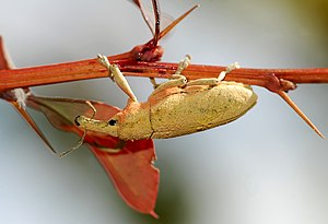 Lixus angustatus