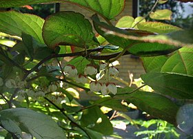 Kamæleonbuskens blomster bliver ofte overset.