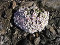 Alpine rock-jasmine (Androsace alpina)