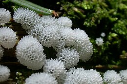 Ceratiomyxa sp.