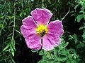 Cistus creticus