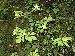 湿って苔むした岩壁に咲く。