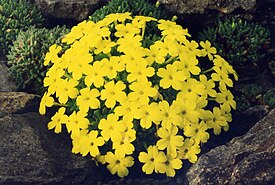 Дионисия арециевидная (Dionysia aeretioides)