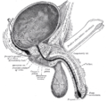 Sezione verticale di vescica, pene e uretra