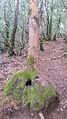 Arbutus menziesii lignotuber near ground level provides fire-resistant storage of energy and sprouting buds if fire damage requires replacement of the trunk or limbs.