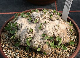 Pachypodium brevicaule