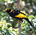 Regent Bowerbird (Sericulus chrysocephalus) trống, họ Ptilonorhynchidae.