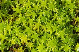 Vue d'une touffe de plante grasse, vert tendre.