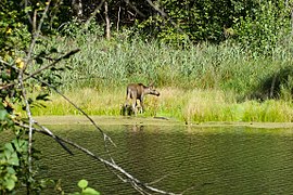 Лось в Муромском заказнике