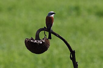 ♂, mannetje bij Freiburg im Breisgau