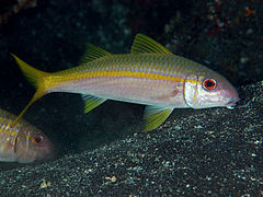 Mulloidichthys vanicolensis