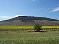 Piantagione di girasole in Argentina. Il Paese è il terzo produttore mondiale di semi di girasole.