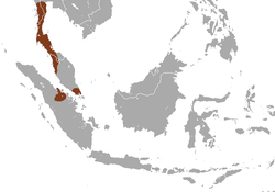 Distribución del surili de bandas