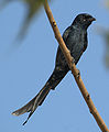 Black drongo