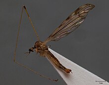 Dicranomyia fuscinota.jpg