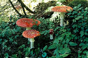 Fleegenswaamp (Amanita muscaria)