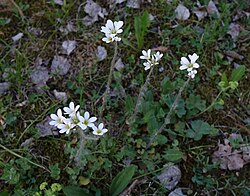 Harilik kivirik Saxifraga granulata