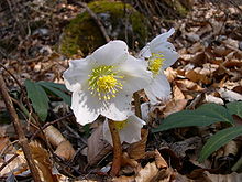 Helleborus niger.JPG