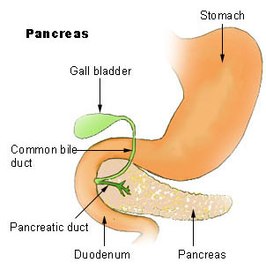 Ductus pancreaticus accessorius