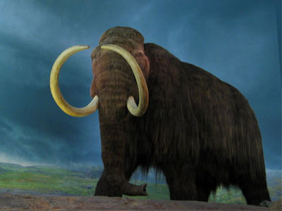 Mamut