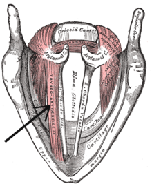 Musculusthyreoarytenoideus.png