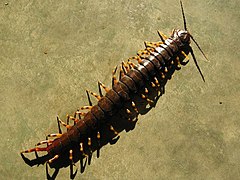 Description de l'image Scolopendra gigantea (2).jpg.