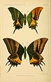 Ilustrações de T. imperialis ssp. imperatrix, macho (acima) e fêmea (abaixo); a asa esquerda é a vista superior e a asa direita a vista inferior; retiradas de sua descrição original por de Nicéville (1899).