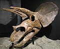 Colareta e banas d'un Triceratops