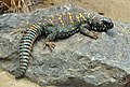 Uromastyx ocellata, բնակվում է Աֆրիկայի արևելքում, Հարավային Եգիպտոսից մինչև Սոմալիի հյուսիս ընկած տարածաշրջանում