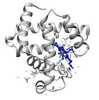 This is an image of an oxygenated myoglobin molecule. The image shows the structural change when oxygen is bound to the iron atom of the heme prosthetic group. The oxygen atoms are colored in green, the iron atom is colored in red, and the heme group is colored in blue.