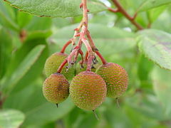 Folhagem e frutos imaturos.