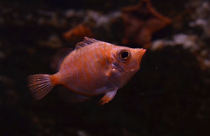 Poisson sanglier