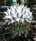 Calvatia sculpta