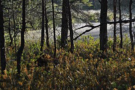 Ohepalu Bog