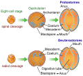 Image 41The bilaterian gut develops in two ways. In many protostomes, the blastopore develops into the mouth, while in deuterostomes it becomes the anus. (from Animal)