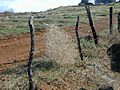 A Kali tragus tumbleweed caught against a fence