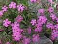 Italiansuopayrtti (Saponaria calabrica)