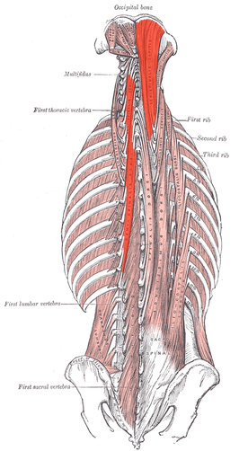 Musculus semispinalis