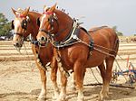 Paire de Suffolk Punch au labour