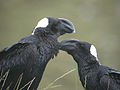 Vastagcsőrű holló (Corvus crassirostris)