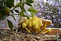 Image 8Leucocoprinus birnbaumii, commonly known as the "flowerpot parasol", at various stages of development (from Mushroom)