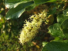 Inflorescence