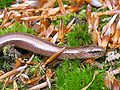 Blindschleiche (Anguis fragilis)