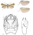 1 paratype male, Spain, Albacete, Socovos; 2 hindwings of male paratype, Cyprus, Laneia, N.Limassol; 3 hindwings of male holotype, Spain, Málaga, Istán; 4 male genitalia, paratype, Spain, Albacete, Socovos