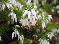 Erica carnea var. alba